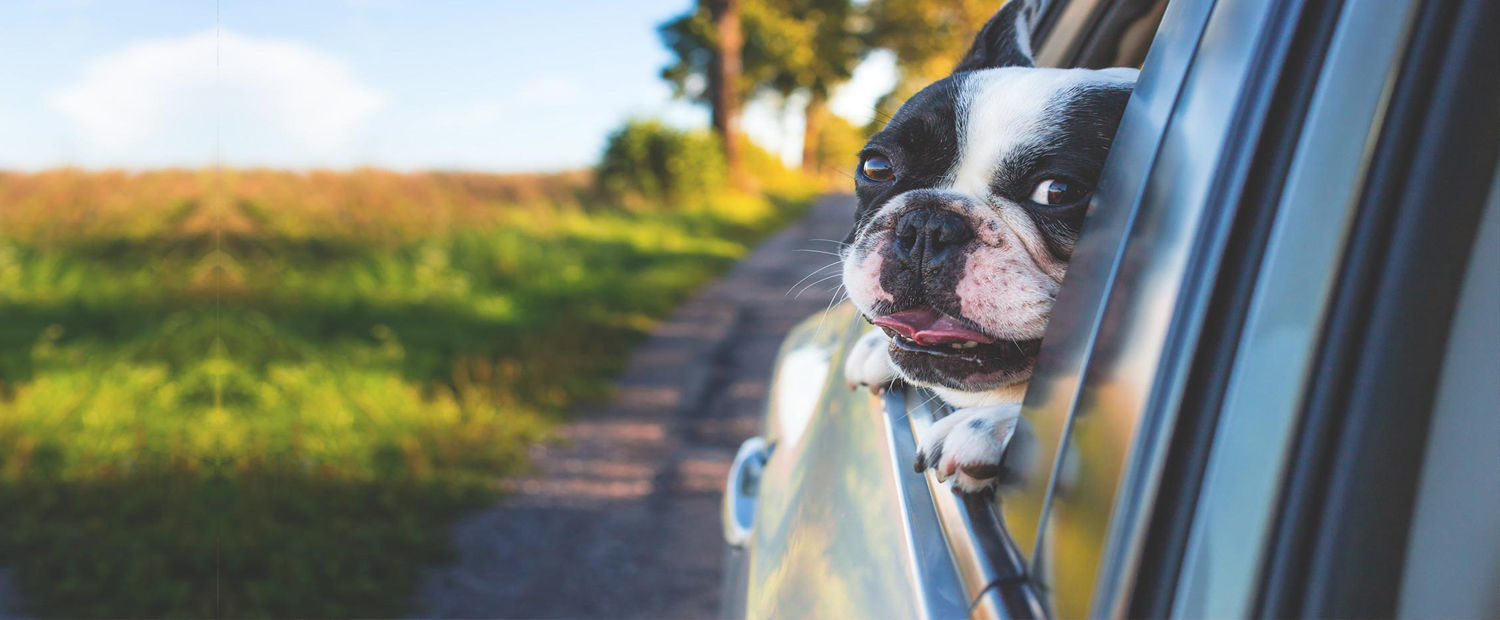 POKROWCE DO PRZEWOZU PSA 